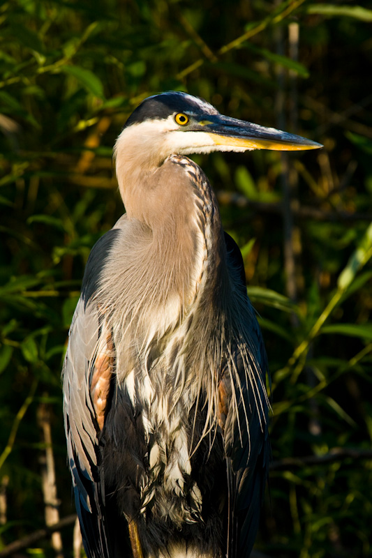 Great Blue Heron